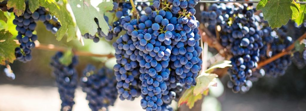 purple-grapes-vineyard-napa-valley-napa-vineyard-45209